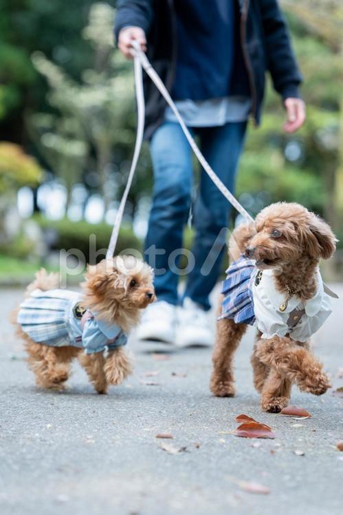 春の公園で散歩するトイプードル トイプードル,トイプー,パピーの写真素材