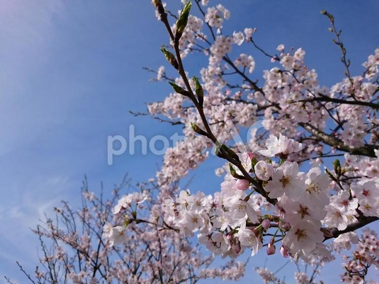 さくら cherry,sakura,springの写真素材