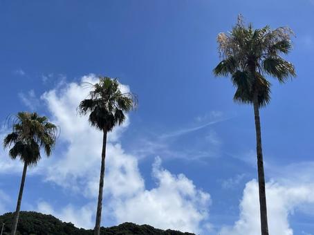 南国の空 ヤシの木 南国の空 ヤシの木の写真