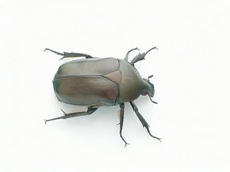 カナブン カナブンの写真