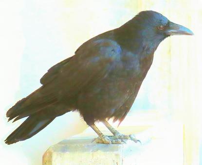 カラス カラス カラス,烏,鴉の写真素材