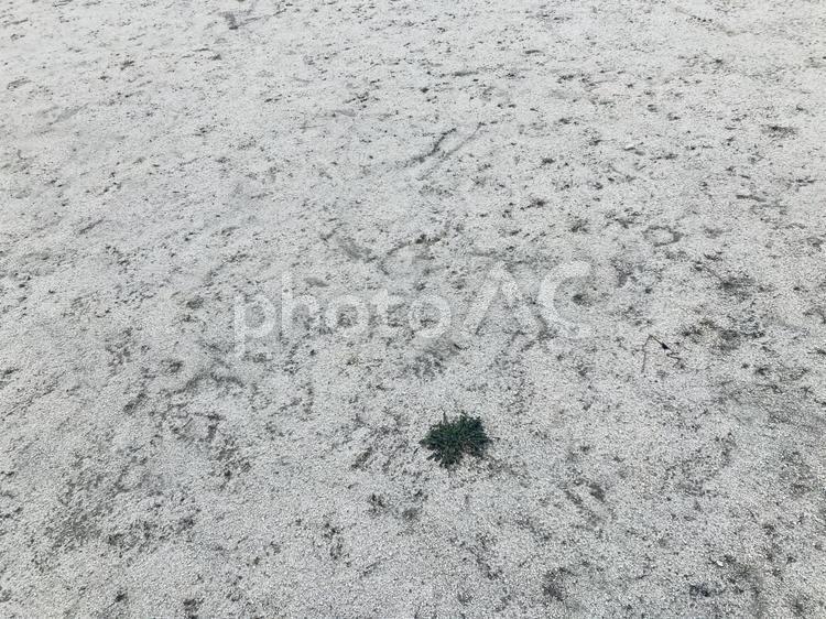 緑が出始めてきた公園の地面 緑,植物,公園の写真素材