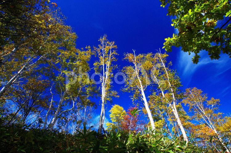 晩秋の青空と大樹の輝き 樹木,青空,晴れの写真素材