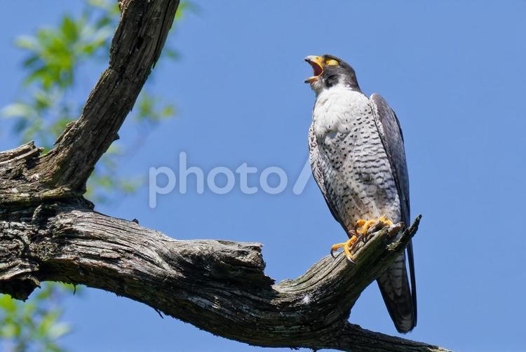 あくびをするハヤブサ はやぶさ,ハヤブサ,隼の写真素材