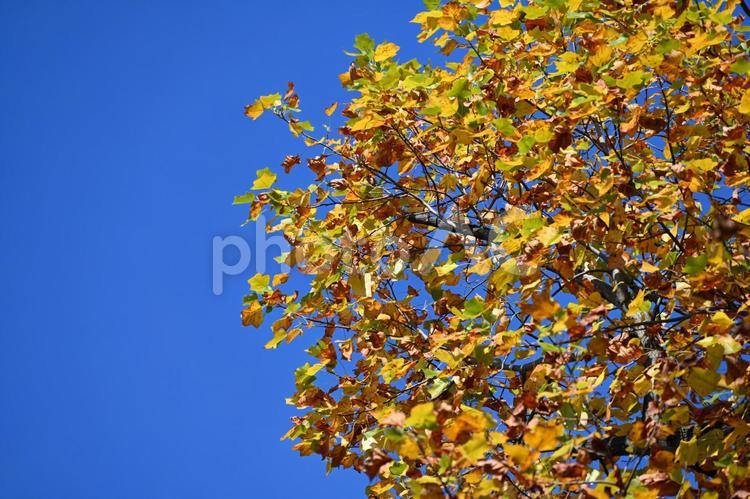 紅葉・秋のイメージ：背景素材テクスチャ 紅葉,秋,風情の写真素材