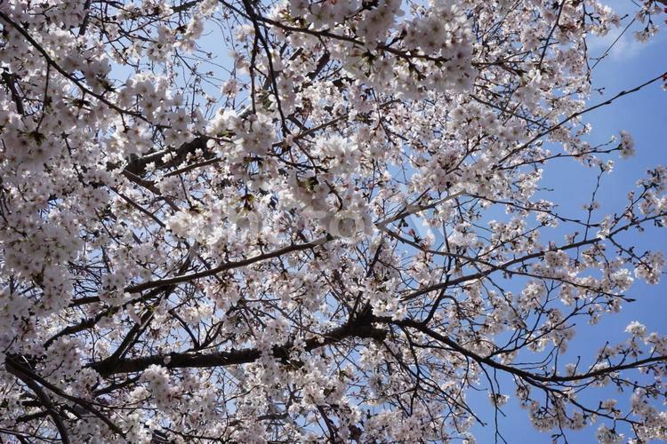 桜の木 春,ピンク,桜の写真素材