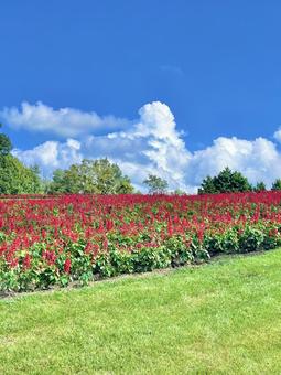 サルビア サルビア,花畑,ガーデンの写真素材