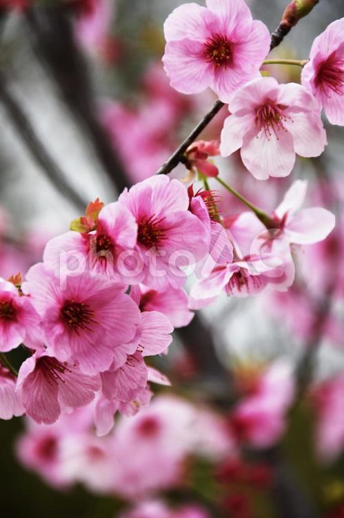 桜（陽光桜・ヨウコウザクラ） 陽光桜,ヨウコウザクラ,さくらの写真素材