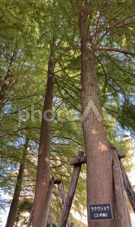 ラクウショウの樹 落羽松,ラクウショウ,晴れた日の写真素材