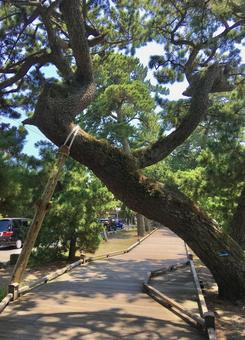 神の道（三保の松原） 神の道,三保の松原,観光地の写真素材