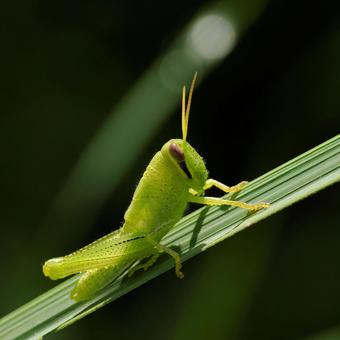 Ground locust, JPG