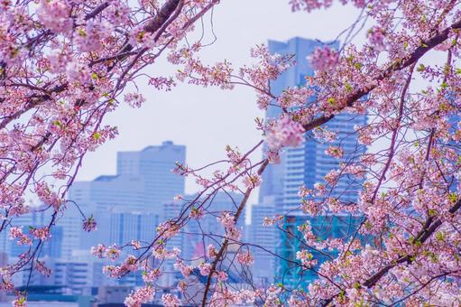 桜と都市の背景 桜と都市の背景の写真