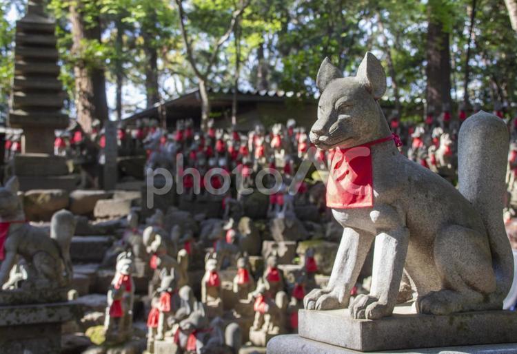 豊川稲荷  霊狐塚 豊川稲荷,霊狐塚,きつねの写真素材
