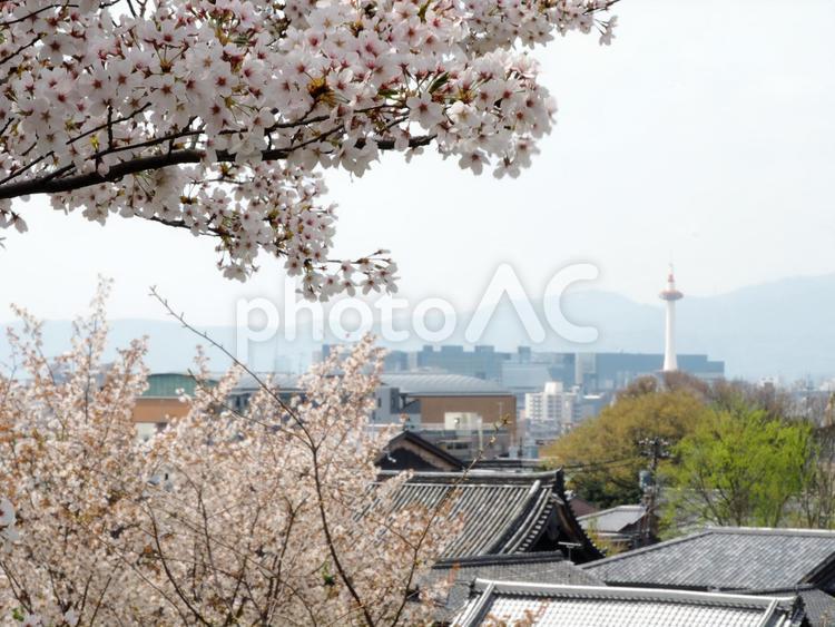 さくらと街並み さくら,桜,晴れやかの写真素材