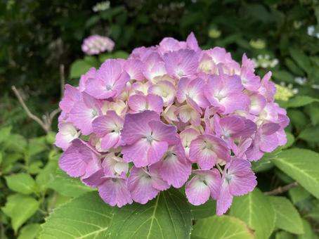Hydrangea (purple) 2, JPG