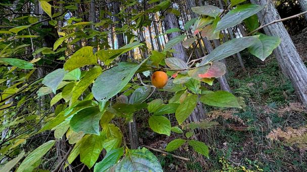 自然に実を成らす柿の木 柿,柿の木,自生の写真素材