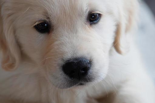 ゴールデンレトリバーの可愛い子犬 子犬,ゴールデンレトリバー,ペットの写真素材