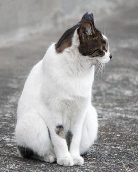 街中で見かけた野良猫2 ネコ,可愛い,かわいいの写真素材