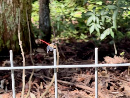 柵にとまったアキアカネ アキアカネ,トンボ,虫の写真素材