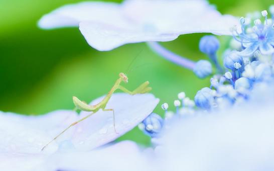 水色紫陽花の上に小さなカマキリ 水色紫陽花の上に小さなカマキリ アジサイ,カマキリ,紫陽花の写真素材