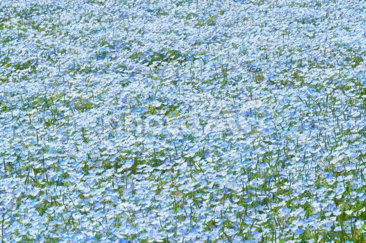 たくさんのフィモネラの花 フィモネラ,植物,花の写真素材