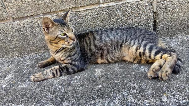 猫 アメリカンショートヘア 寝そべり 猫 アメリカンショートヘア 寝そべりの写真