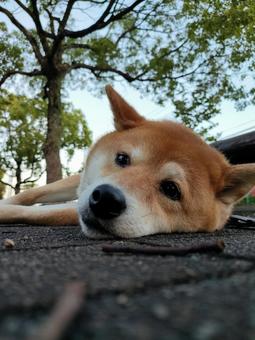 暑くて寝そべる柴犬くるみの顔アップ! 暑くて寝そべる柴犬くるみの顔アップ! 犬,柴犬,シバの写真素材