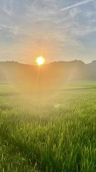 田んぼ・農業 農業,農家,田んぼの写真素材