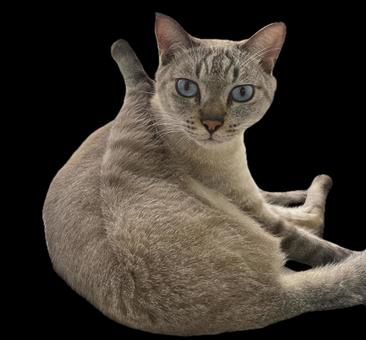 足を上げるねこ 足を上げるねこ いとおしい,うちの子,かわいいの写真素材