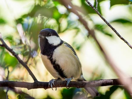 枝にとまるシジュウカラの写真