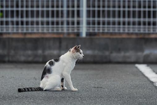 一点をじーっと見つめる牛柄猫 牛柄猫,cawcat,ハチワレ猫の写真素材
