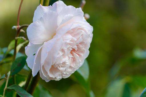 淡いピンクに咲くマクロローズ 淡いピンクに咲くマクロローズ 薔薇,花,花びらの写真素材