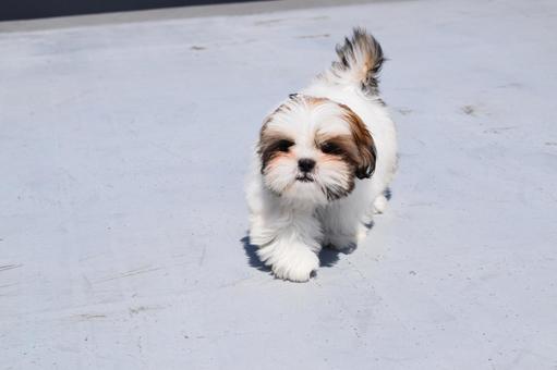 Shih Tzu Puppy, JPG