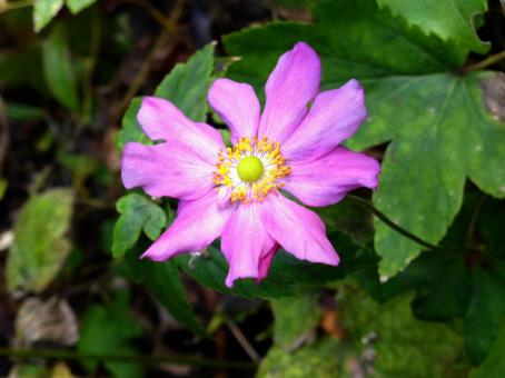 郊外の草むらに咲くシュウメイギク シュウメイギク,花,植物の写真素材