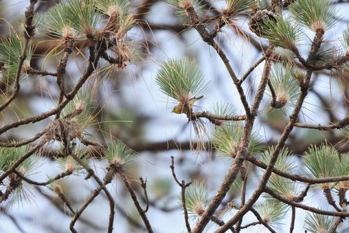 キバラムシクイ キバラムシクイ キバラムシクイ,野鳥,生き物の写真素材