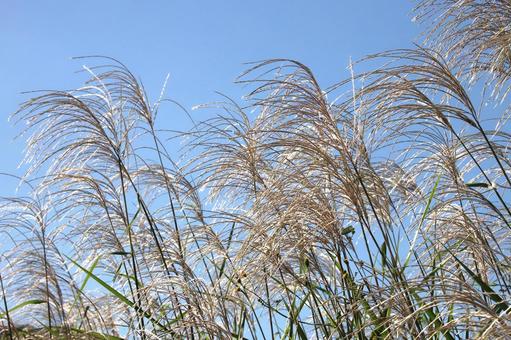 ススキ ススキ 植物,雑草,すすきの写真素材