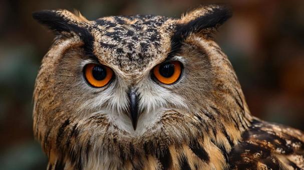 オレンジ色の瞳が印象的なフクロウ オレンジ色の瞳が印象的なフクロウの写真
