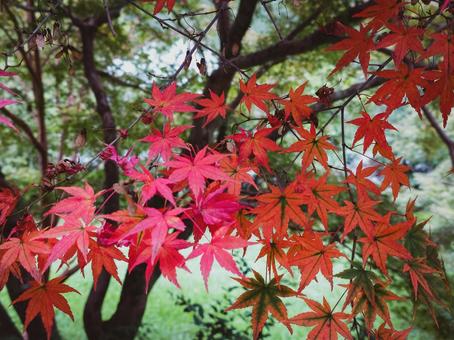 もみじの木 もみじ,秋,紅葉の写真素材
