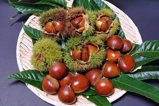 味覚の秋/豊作の栗 味覚の秋/豊作の栗 栗,秋,味覚の秋の写真素材