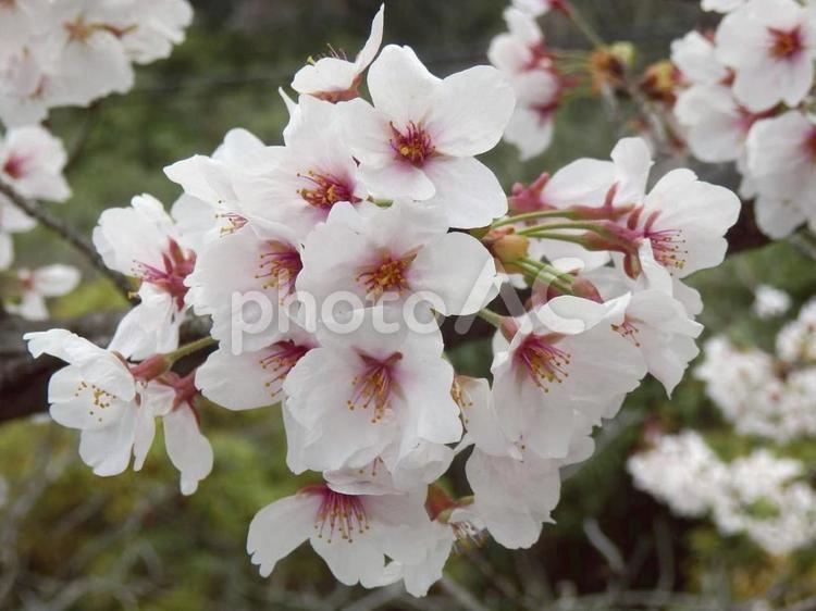 【桜の写真】桜が咲く風景 桜,さくら,サクラの写真素材
