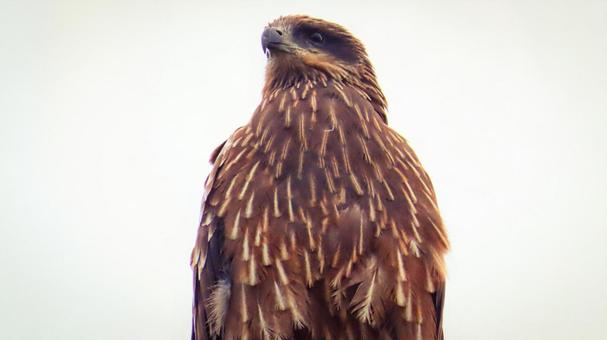 トビ 野鳥,鳥,トビの写真素材