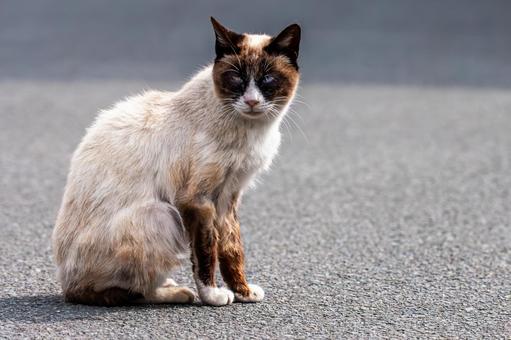 道路で座る猫 道路で座る猫 猫,ネコ,野良猫の写真素材