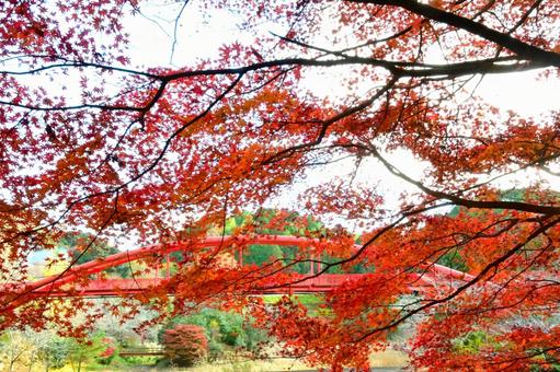  大滝渓谷の紅葉風景 山,王滝渓谷,大滝湖かけ橋の写真素材