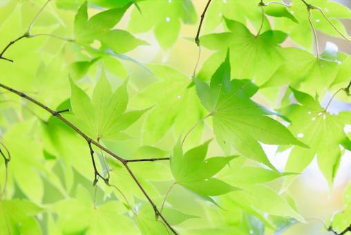 緑の紅葉 紅葉,もみじ,秋の写真素材