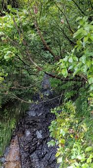 枝折峠途中にある小さな滝と小川 滝,小川,風景の写真素材