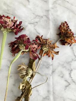 ドライフラワーと大理石・枯れた花 ドライフラワー,枯れた,花の写真素材
