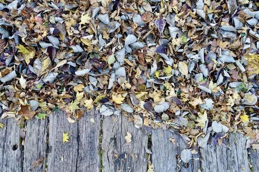 木道の上の落ち葉 落葉,枯葉,紅葉の写真素材