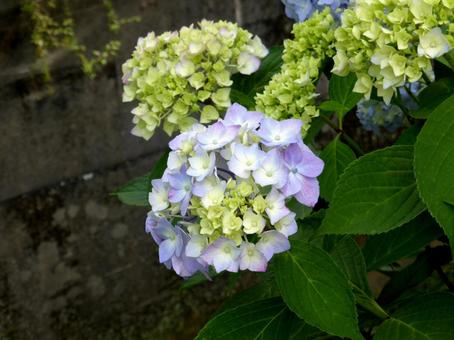 街中の花壇で咲き始めたアジサイ 街中の花壇で咲き始めたアジサイ アジサイ,花,植物の写真素材