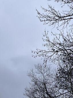 曇り空に並ぶ冬木立のシルエット 冬木立,雨空,寂しげの写真素材