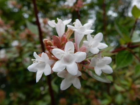【花の写真】ハナゾノツクバネウツギ 【花の写真】ハナゾノツクバネウツギの写真